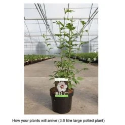 Hibiscus Syriacus 'Lady Stanley' -Tulip Bloom HIBI T67941 B h