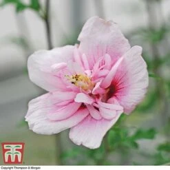 Hibiscus Syriacus 'Pink Chiffon' 12 Hibiscus Syriacus 'Pink Chiffon' -Tulip Bloom HIBI T67949 D