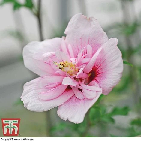 Hibiscus Syriacus 'Pink Chiffon' 4 Hibiscus Syriacus 'Pink Chiffon' - Image 4