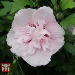 Hibiscus Syriacus 'Pink Chiffon' 14 Hibiscus Syriacus 'Pink Chiffon' -Tulip Bloom HIBI T67949 F