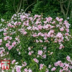 Hibiscus Syriacus 'Pink Chiffon' 15 Hibiscus Syriacus 'Pink Chiffon' -Tulip Bloom HIBI T67949 G