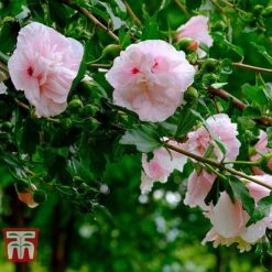 Hibiscus Syriacus 'Pink Chiffon' 16 Hibiscus Syriacus 'Pink Chiffon' -Tulip Bloom HIBI T67949 H