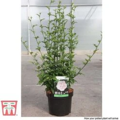 Hibiscus Syriacus 'Pink Chiffon' 17 Hibiscus Syriacus 'Pink Chiffon' -Tulip Bloom HIBI T67949 I1