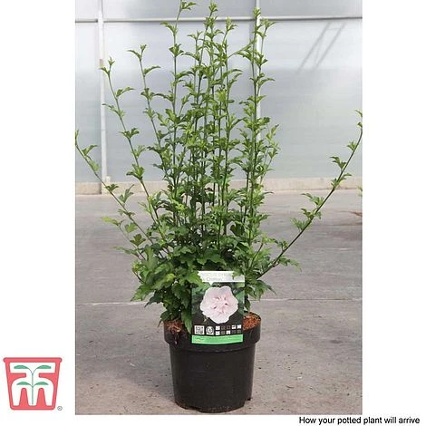 Hibiscus Syriacus 'Pink Chiffon' 9 Hibiscus Syriacus 'Pink Chiffon' - Image 9