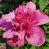 Hibiscus Syriacus 'Freedom'