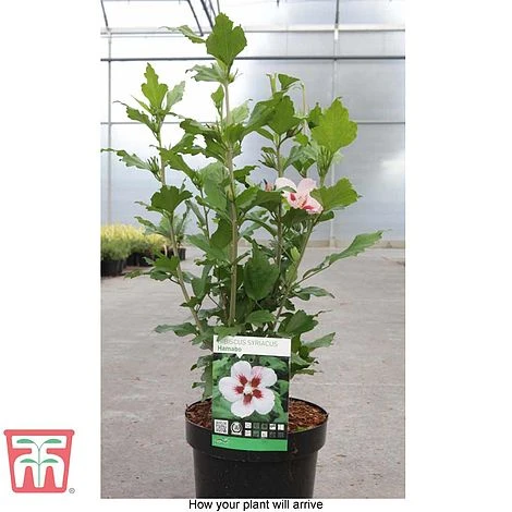 Hibiscus Syriacus 'Hamabo' 4 Hibiscus Syriacus 'Hamabo' - Image 4
