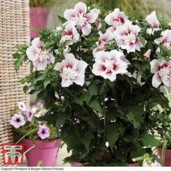 Hibiscus 'Starburst Chiffon' 14 Hibiscus 'Starburst Chiffon' -Tulip Bloom HIBI T81880 A1