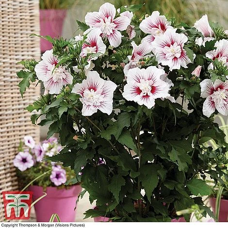 Hibiscus 'Starburst Chiffon' 5 Hibiscus 'Starburst Chiffon' - Image 5