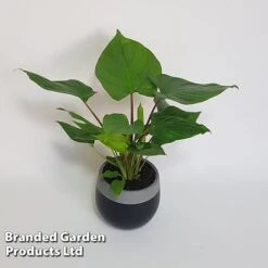 Homalomena 'Maggy' 8 Homalomena 'Maggy' -Tulip Bloom HOMA MAGGY10CM S504381