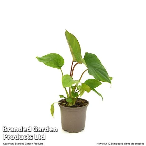 Homalomena 'Maggy' 5 Homalomena 'Maggy' - Image 5