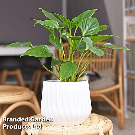 Homalomena 'Maggy' 2 Homalomena 'Maggy' - Image 2