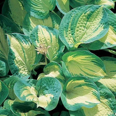 Hosta 'Great Expectations' 1 Hosta 'Great Expectations'