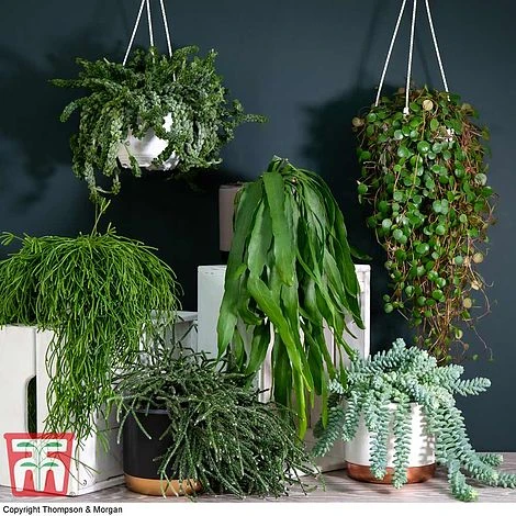 Nurserymans Choice Hanging Basket Succulent Plant Collection 1 Nurserymans Choice Hanging Basket Succulent Plant Collection