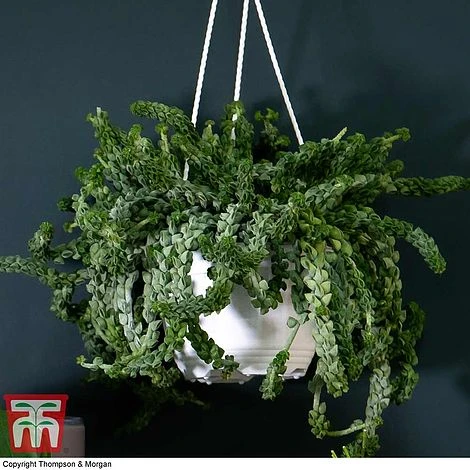 Nurserymans Choice Hanging Basket Succulent Plant Collection 2 Nurserymans Choice Hanging Basket Succulent Plant Collection - Image 2