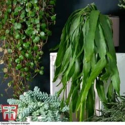 Nurserymans Choice Hanging Basket Succulent Plant Collection 9 Nurserymans Choice Hanging Basket Succulent Plant Collection -Tulip Bloom HOU KB3438 C