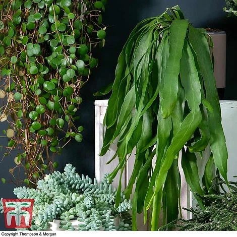 Nurserymans Choice Hanging Basket Succulent Plant Collection 3 Nurserymans Choice Hanging Basket Succulent Plant Collection - Image 3