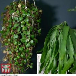 Nurserymans Choice Hanging Basket Succulent Plant Collection 10 Nurserymans Choice Hanging Basket Succulent Plant Collection -Tulip Bloom HOU KB3438 D