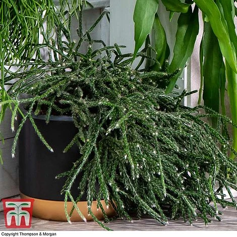 Nurserymans Choice Hanging Basket Succulent Plant Collection 6 Nurserymans Choice Hanging Basket Succulent Plant Collection - Image 6