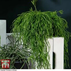 Nurserymans Choice Hanging Basket Succulent Plant Collection 13 Nurserymans Choice Hanging Basket Succulent Plant Collection -Tulip Bloom HOU KB3438 G