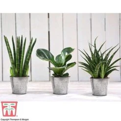 Easy Care Houseplant Collection