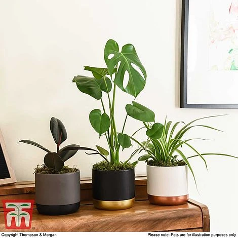 House Plant Urban Jungle Collection 2 House Plant Urban Jungle Collection - Image 2