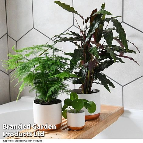 Green Houseplants Bathroom Trio 2 Green Houseplants Bathroom Trio - Image 2
