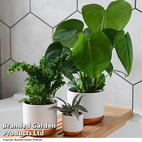 Green Houseplants Bathroom Trio 1 Green Houseplants Bathroom Trio