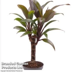 Houseplant Tropical Mix -Tulip Bloom HOUS TROP KF0878 A