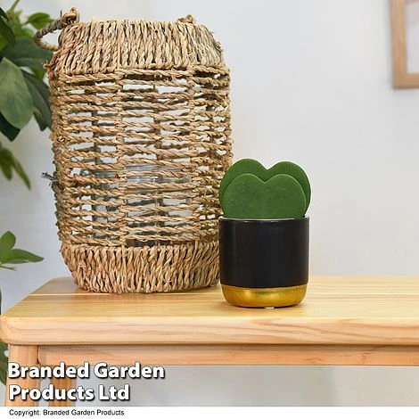 Hoya Kerrii 'Double Leaf' 1 Hoya Kerrii 'Double Leaf'