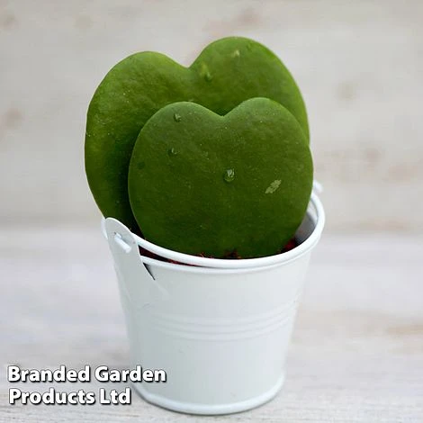 Hoya Kerrii 'Double Leaf' 2 Hoya Kerrii 'Double Leaf' - Image 2