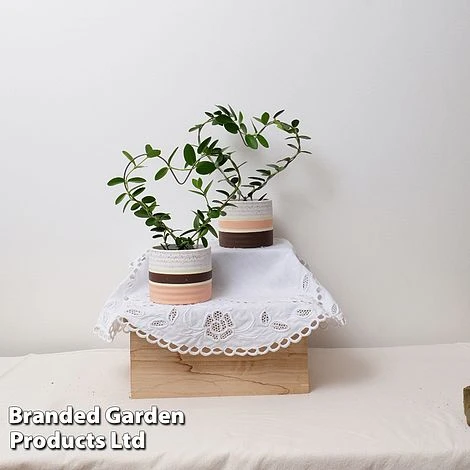 Heart-Shaped Hoya Carnosa In Decorative Ceramic Pot 4 Heart-Shaped Hoya Carnosa In Decorative Ceramic Pot - Image 4