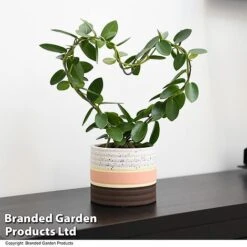 Heart-Shaped Hoya Carnosa In Decorative Ceramic Pot 10 Heart-Shaped Hoya Carnosa In Decorative Ceramic Pot -Tulip Bloom HOYA HEARTCARN T48045