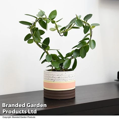 Heart-Shaped Hoya Carnosa In Decorative Ceramic Pot 5 Heart-Shaped Hoya Carnosa In Decorative Ceramic Pot - Image 5