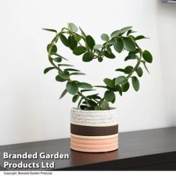 Heart-Shaped Hoya Carnosa In Decorative Ceramic Pot 11 Heart-Shaped Hoya Carnosa In Decorative Ceramic Pot -Tulip Bloom HOYA HEARTCARN T48046