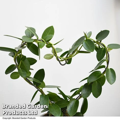 Heart-Shaped Hoya Carnosa In Decorative Ceramic Pot 2 Heart-Shaped Hoya Carnosa In Decorative Ceramic Pot - Image 2