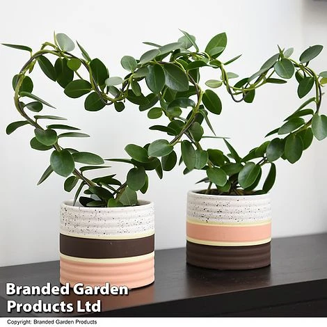 Heart-Shaped Hoya Carnosa In Decorative Ceramic Pot 1 Heart-Shaped Hoya Carnosa In Decorative Ceramic Pot