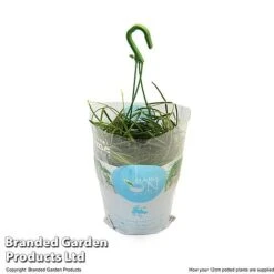 Hoya Linearis -Tulip Bloom HOYA LINEA12CM T48001