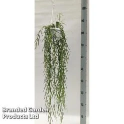 Hoya Linearis -Tulip Bloom HOYA LINEARIS KF1285 A