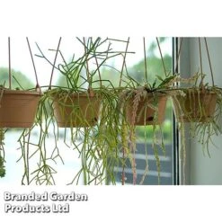 Hoya Linearis -Tulip Bloom HOYA LINEARIS KF1285 B