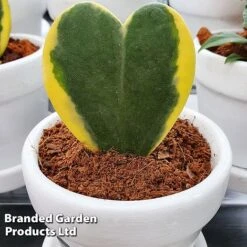 Hoya Kerrii 'Variegata'