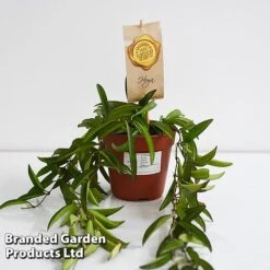 Hoya Wayetii -Tulip Bloom HOYA WAYET12CM T45174E