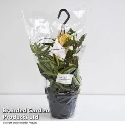 Hoya Wayetii -Tulip Bloom HOYA WAYET14CM T45350