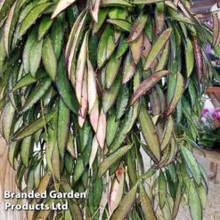Hoya Wayetii -Tulip Bloom HOYA WAYETII KF1288
