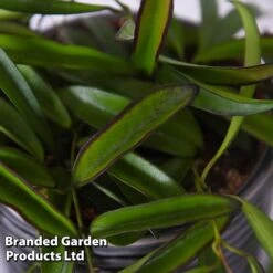 Hoya Wayetii -Tulip Bloom HOYA WAYETII T45177B
