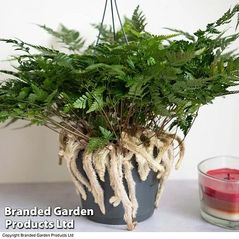 Humata Tyermannii 1 Humata Tyermannii