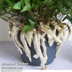 Tulip Bloom -Tulip Bloom HUMA WKC8849 B