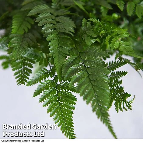 Humata Tyermannii 3 Humata Tyermannii - Image 3