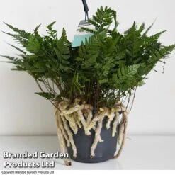 Humata Tyermannii 8 Humata Tyermannii -Tulip Bloom HUMA WKC8849 D