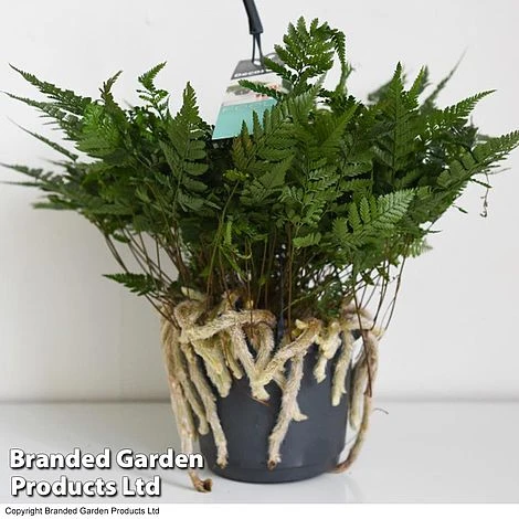 Humata Tyermannii 4 Humata Tyermannii - Image 4