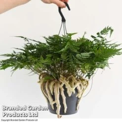 Humata Tyermannii 9 Humata Tyermannii -Tulip Bloom HUMA WKC8849 E